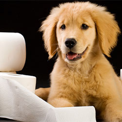 How To Housebreak Your Puppy